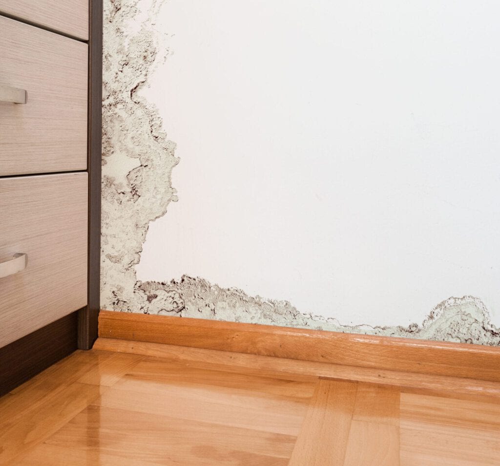 mold on a wall